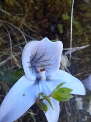 Disa longicornu