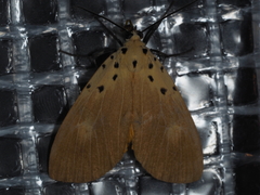 Asota iodamia