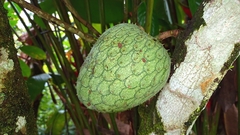 Annona montana