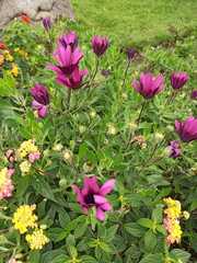 Dimorphotheca ecklonis