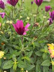 Dimorphotheca ecklonis