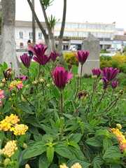 Dimorphotheca ecklonis