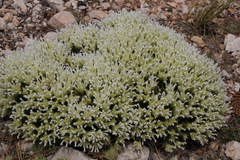 Thymus membranaceus