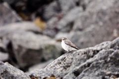 Muscisaxicola alpinus