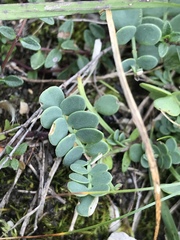 Coronilla vaginalis
