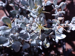 Pteronia glauca
