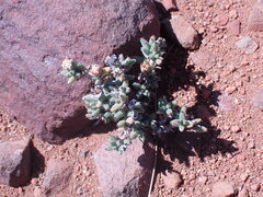 Trichodiadema setuliferum