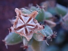 Trichodiadema setuliferum