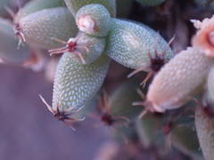 Trichodiadema setuliferum