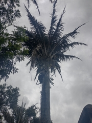 Attalea oleifera (Attalea oleifera)