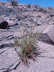 Heteropogon contortus