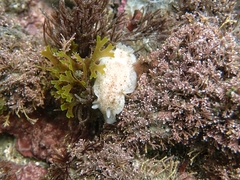 Diaulula punctuolata