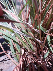 Heteropogon contortus
