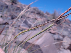 Heteropogon contortus
