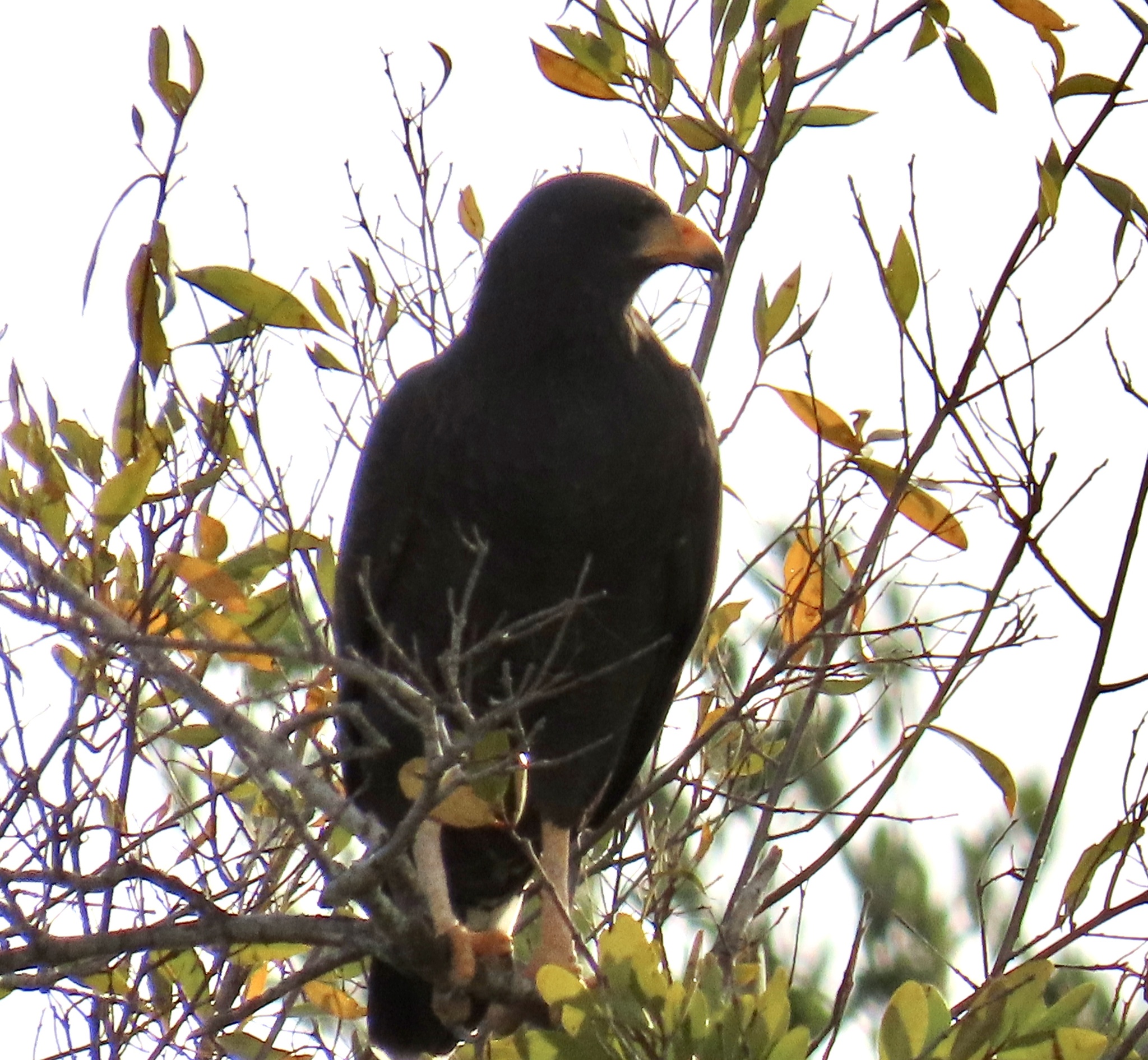 Cuban black hawk