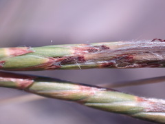 Heteropogon contortus