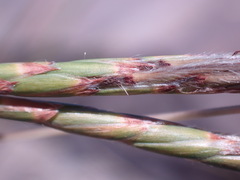 Heteropogon contortus