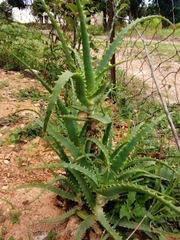 Aloe divaricata