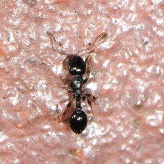 Temnothorax longispinosus