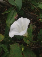 Calystegia sepium sepium