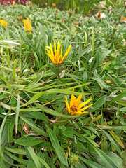 Gazania rigens