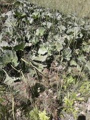Gunnera perpensa