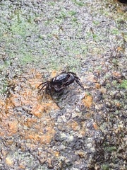 Pachygrapsus