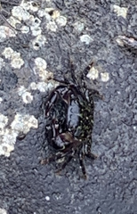 Pachygrapsus