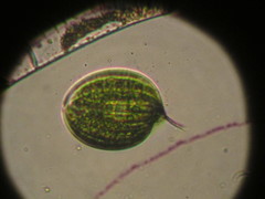 Phacus orbicularis