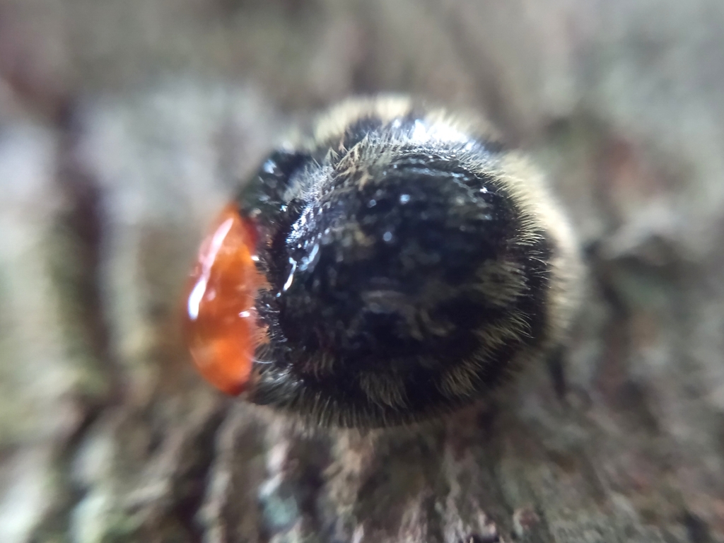 Nilio lanatus