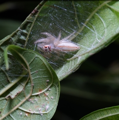 Telamonia