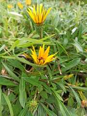 Gazania rigens