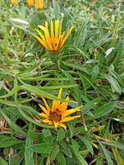 Gazania rigens
