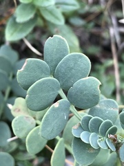 Coronilla vaginalis