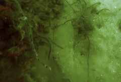 Dagetichthys lusitanicus