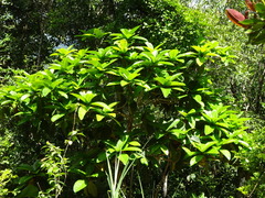 Ficus habrophylla