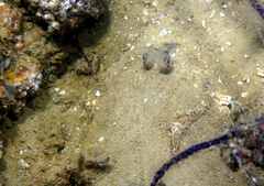 Dagetichthys lusitanicus