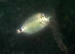 Diplodus bellottii