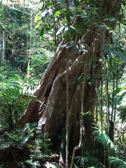 Ficus obliqua