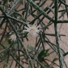Rhipsalis pilocarpa