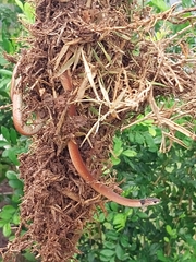 Tantilla melanocephala