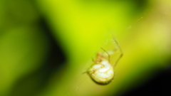 Cryptachaea veruculata