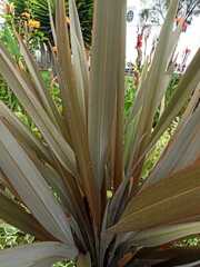 Furcraea andina