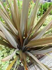Furcraea andina