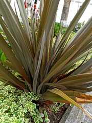 Furcraea andina