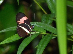 Heliconius erato phyllis
