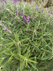 Salvia leucantha