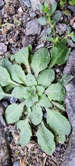Arabidopsis thaliana