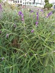 Salvia leucantha