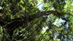 Ficus obliqua